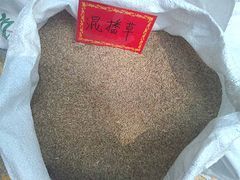 郑州价格合理的防尘草种厂家直销 防尘抑沙护坡种子选购指南